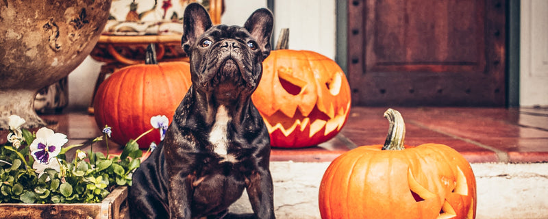 Ideas & Tips for The Best Doggy Pumpkin Carving