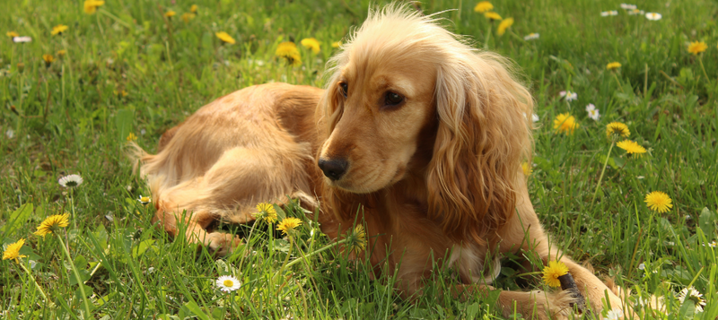 Top 10 Ways To Prevent Fleas On Your Dog And From Your Home