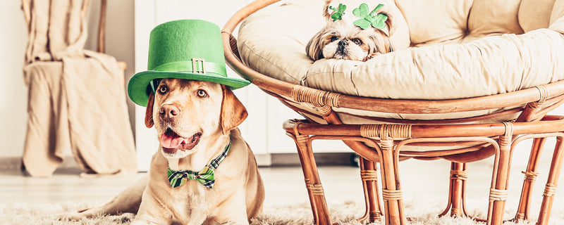St Patricks Day Dog Outfits