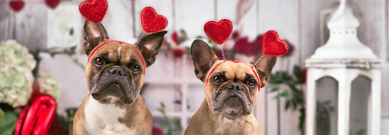 The Pawfect Valentines Presents for Puppy-Lovers!